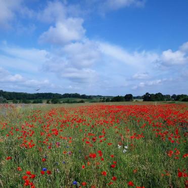 Hof Amalion Erdfest 2023_2