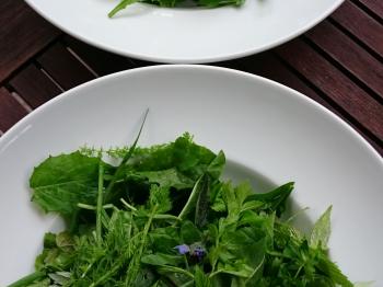 Sattgrün, vielzählig, jedes einzigartig und berührend schön. Wild-Kräuter-Salat. Foto: Petra Ostfeld